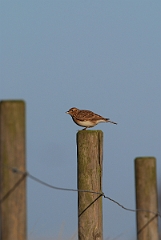 David Plant Photography - Wildlife Photographer - Skylark on post - B